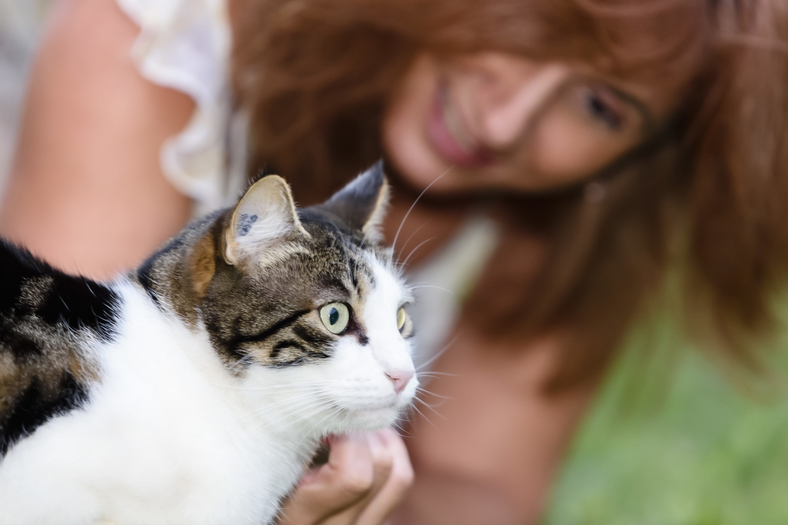 Protéger son animal de compagnie avec les pierres et les mains-Photo non libre de droit appartient à LVDBE Protéger son animal de compagnie avec les pierres et les mains-Photo non libre de droit appartient à LVDBE