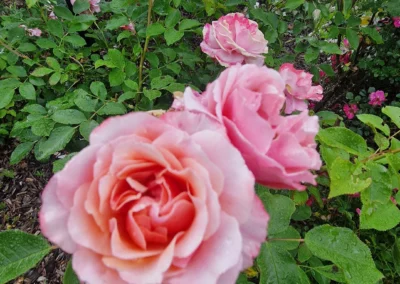 Je vis la Vie en roses