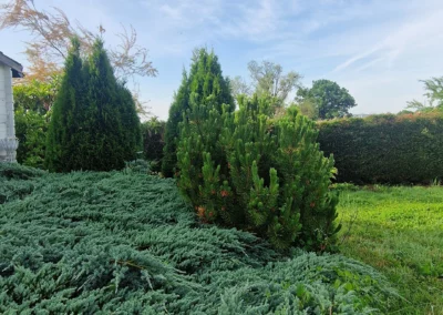 La clé à lolina des sapins féériques
