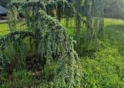 L'arbre enchanté de ma sorcière bien-aimée