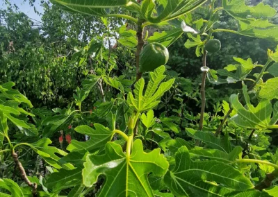 Le fruit de l'harmonie