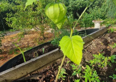 Un potager atypique dans cet hébergement à louer