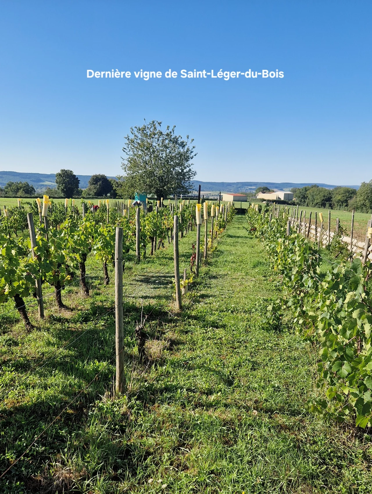 Dernière vigne de saint léger du bois