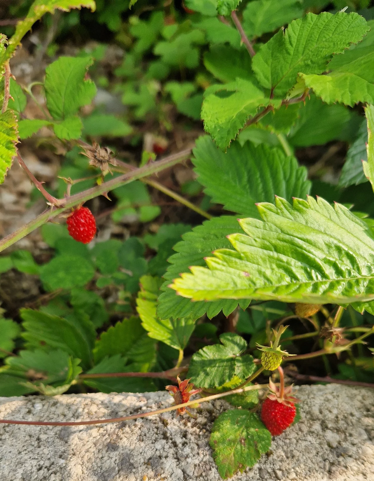 Framboises