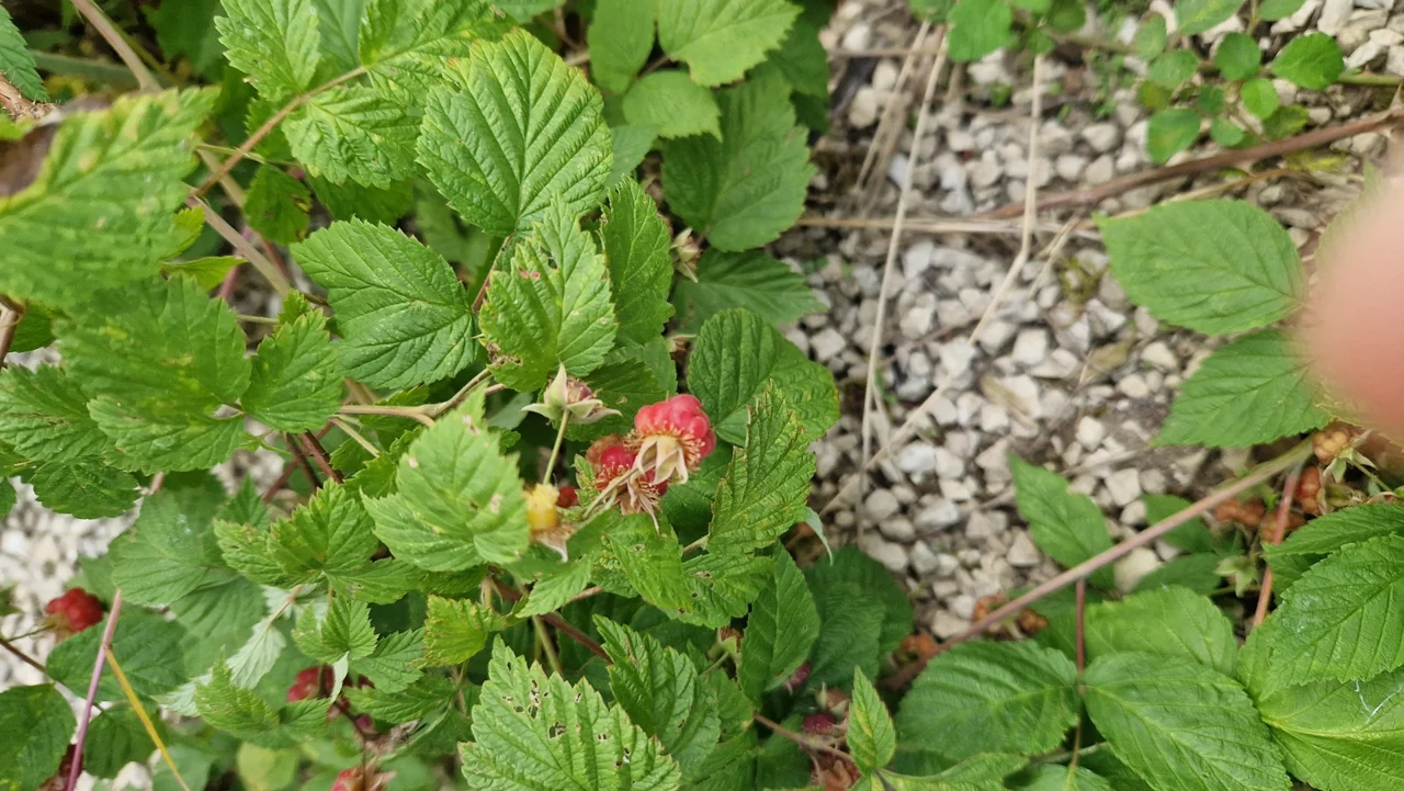 Framboises les voiles du bien etre