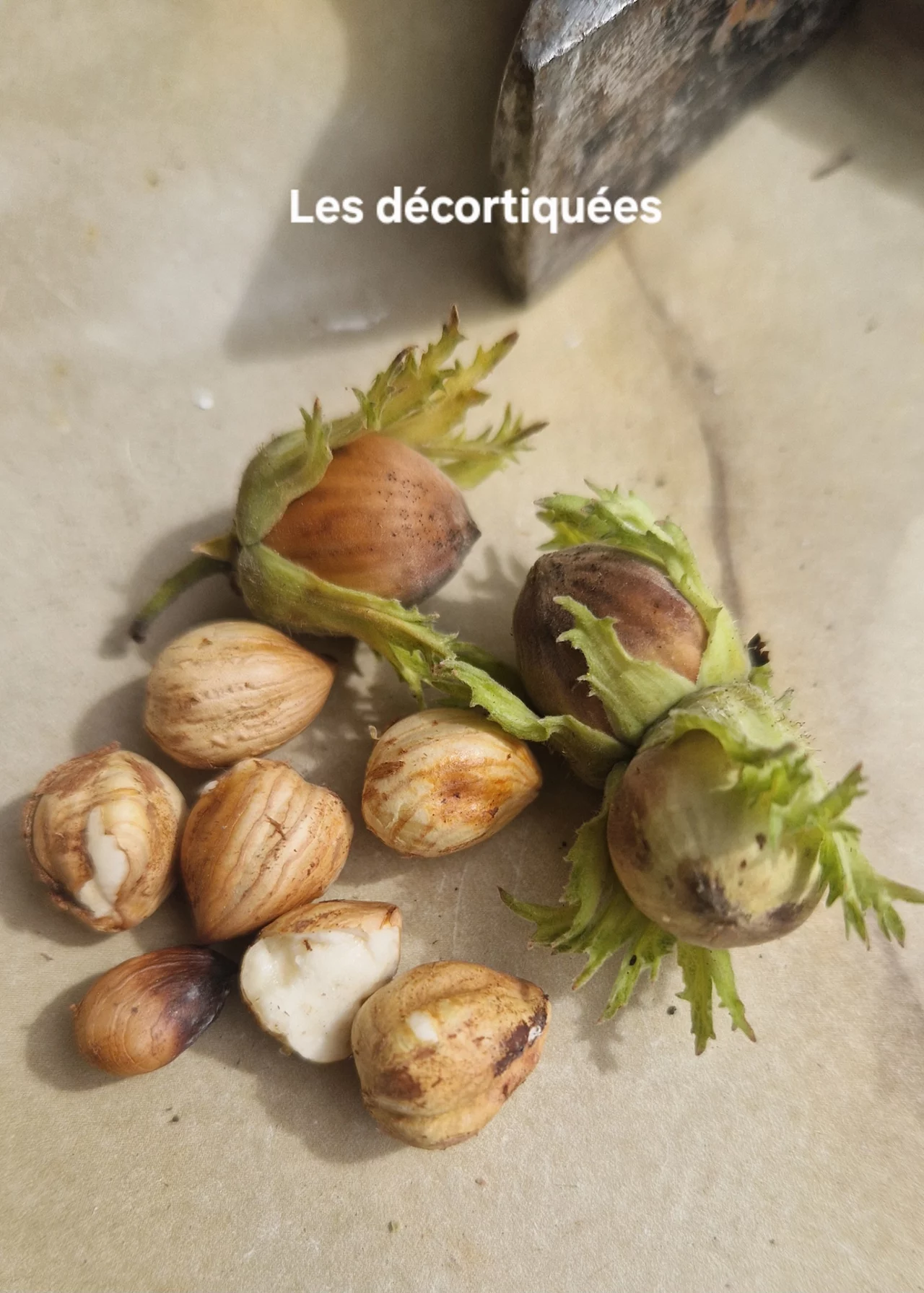 Noisette décortiquées