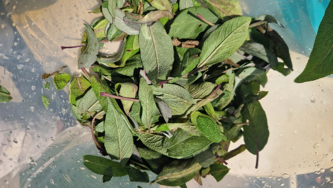 Plantes les délices de mes voyages