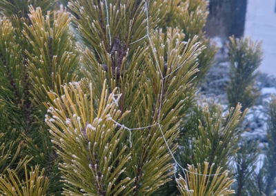 Branche de sapin gelée
