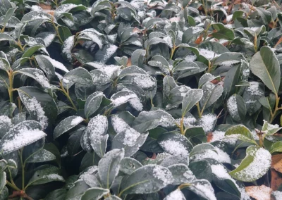 Jardin des voiles du bien être sous la neige