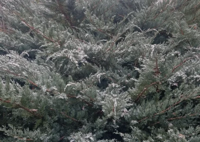 Sapin avec de la neige