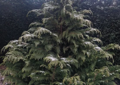 Sapin avec neige à st leger