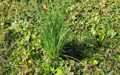 La ciboulette, la bonne détox de l&rsquo;Être