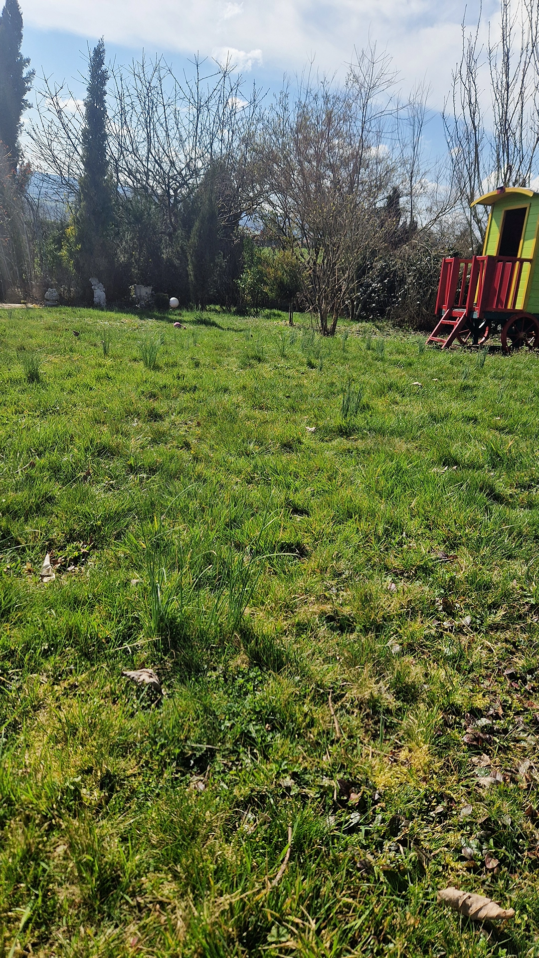 Ciboulette au pied de la cabane