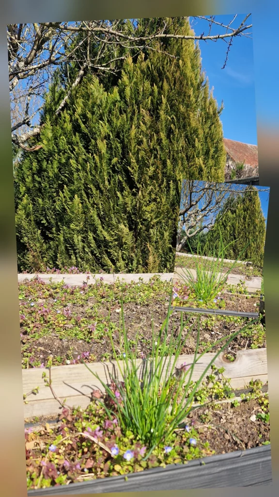 Ciboulette au pied d'un sapin