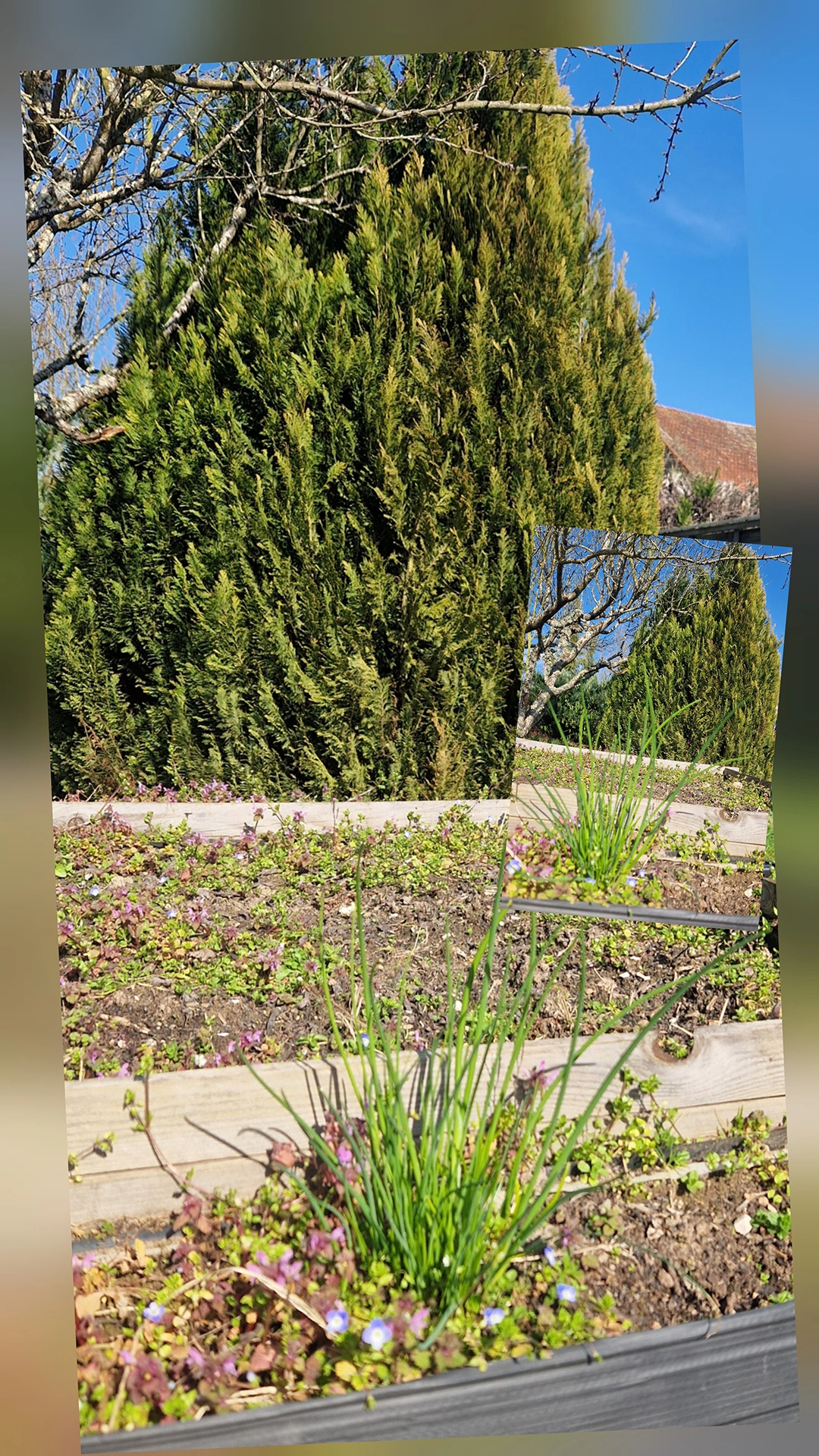 Ciboulette au pied d'un sapin