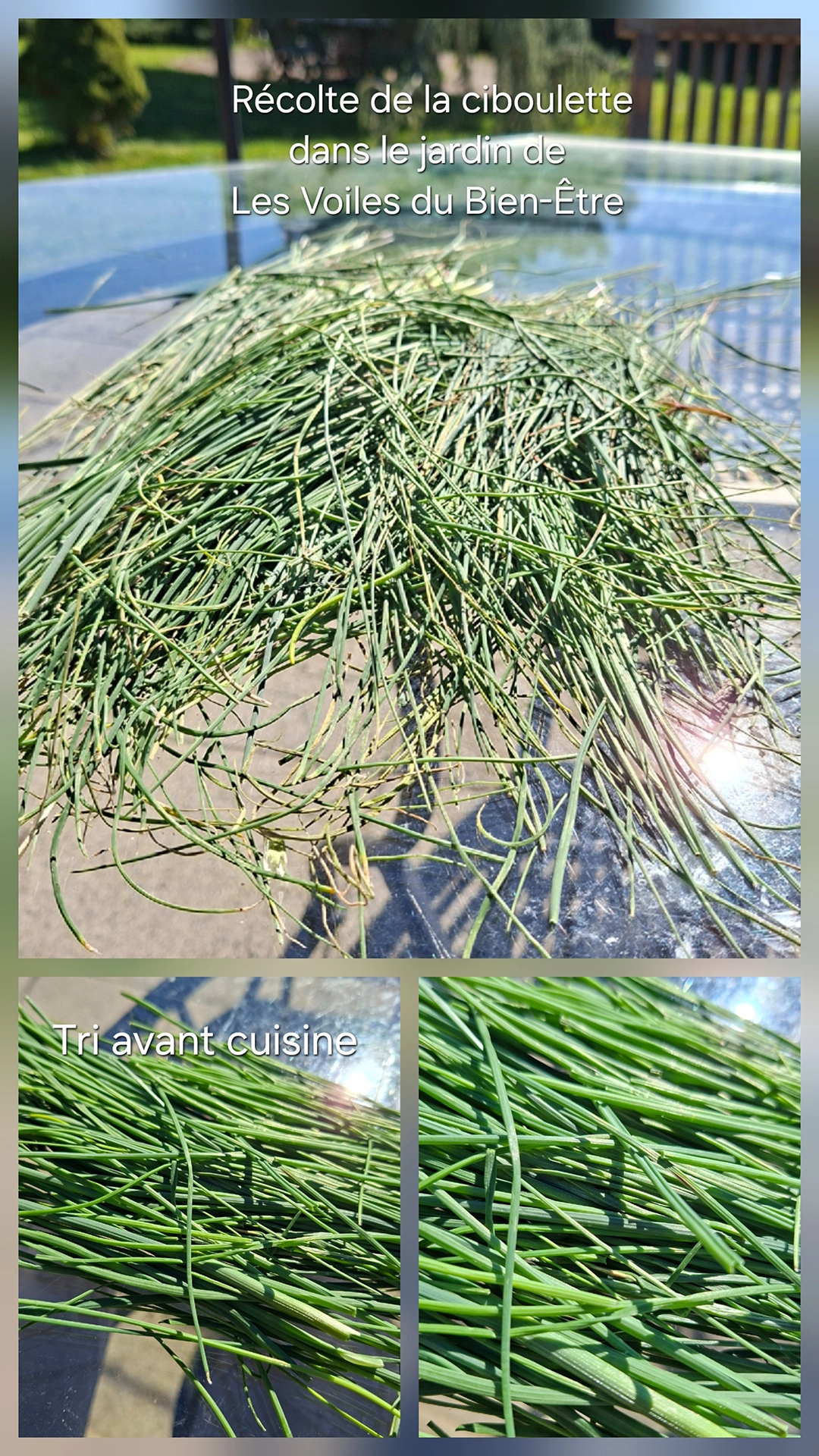 Récolte de la ciboulette dans le jardin des voiles du bien être