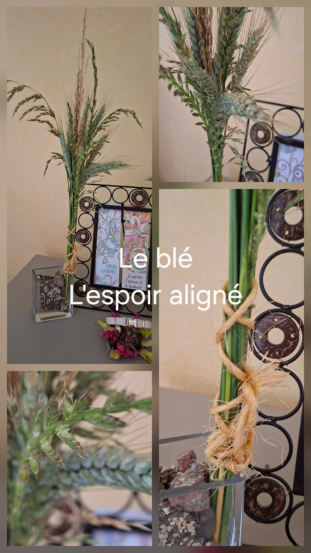 Le blé, l'espoir aligné