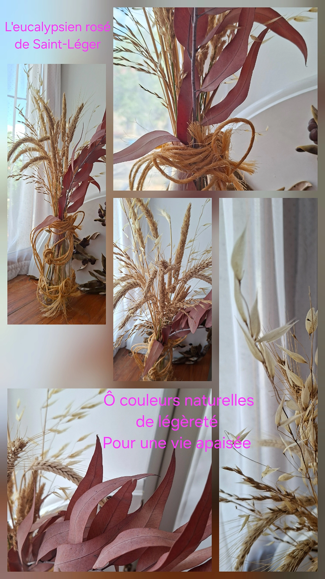 L'eucalypsien rose de saint léger