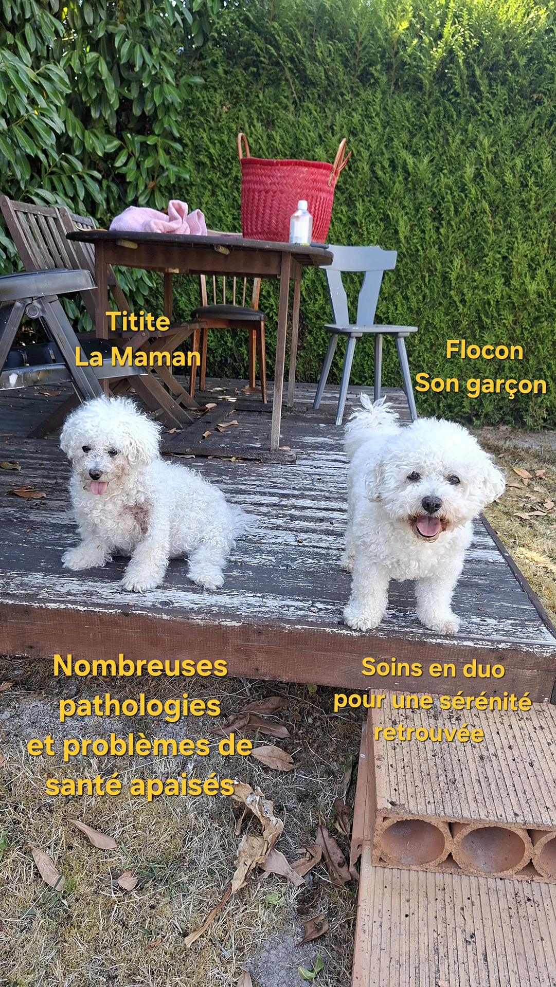 Protéger ses animaux de compagnie Protéger ses animaux de compagnie